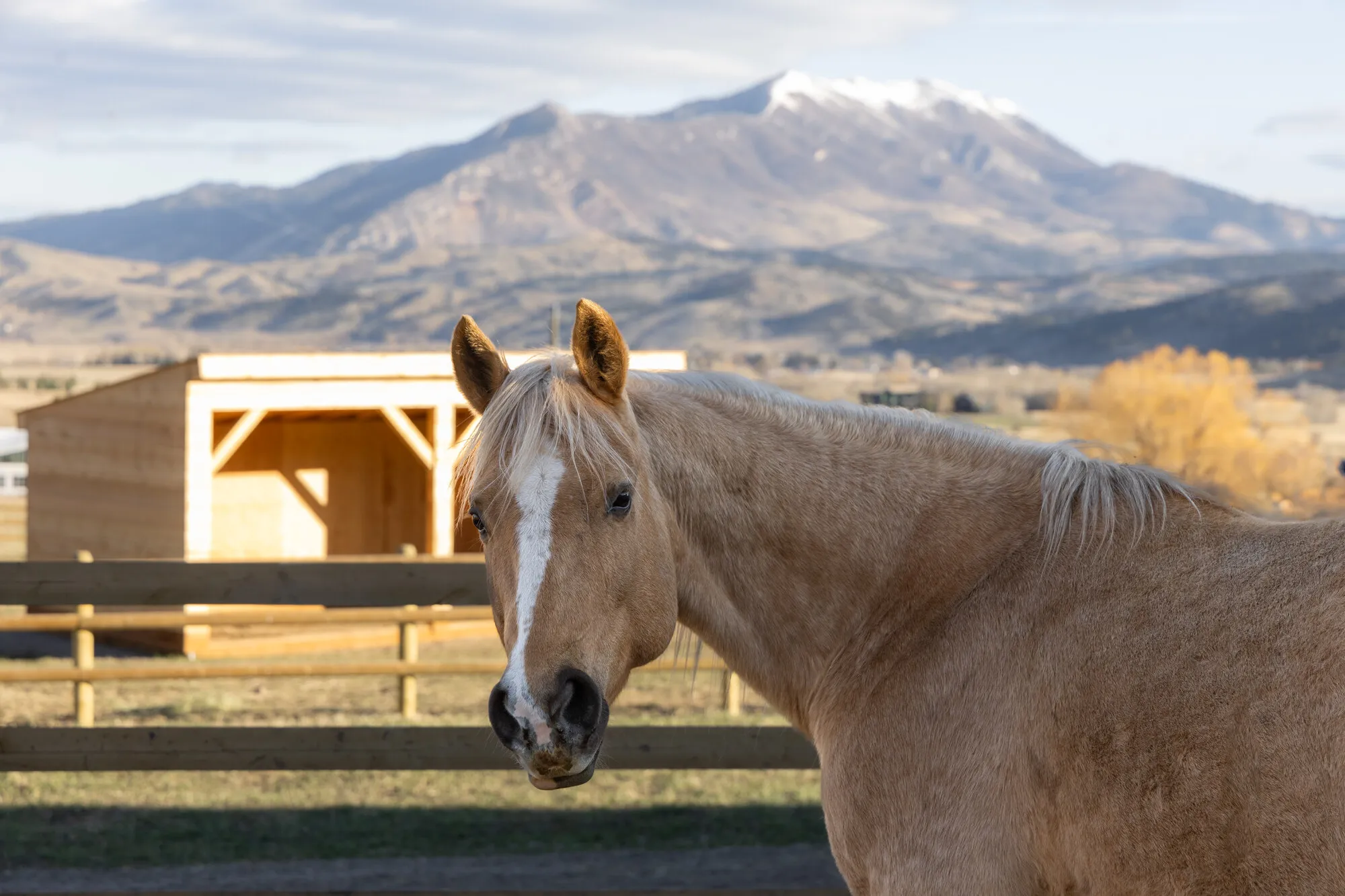A boarder horse at the shed line with snowy mountains behind