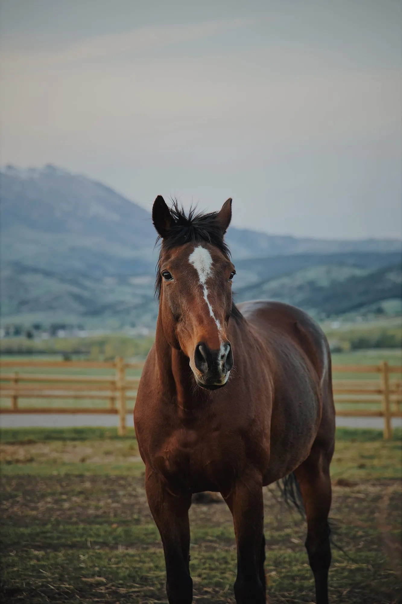 A boarder in the paddock, the valley behind.