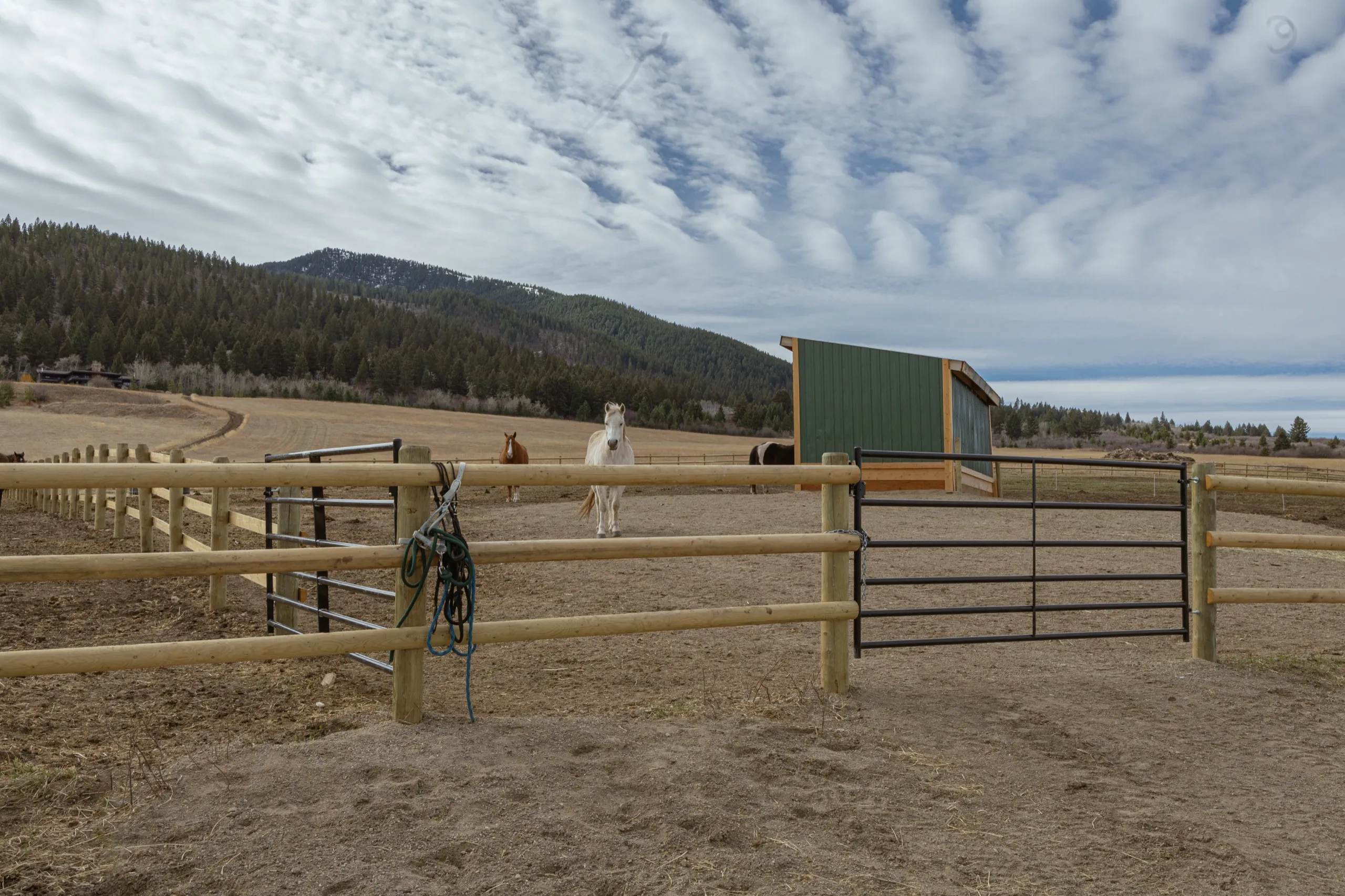 A grey at the fence rail