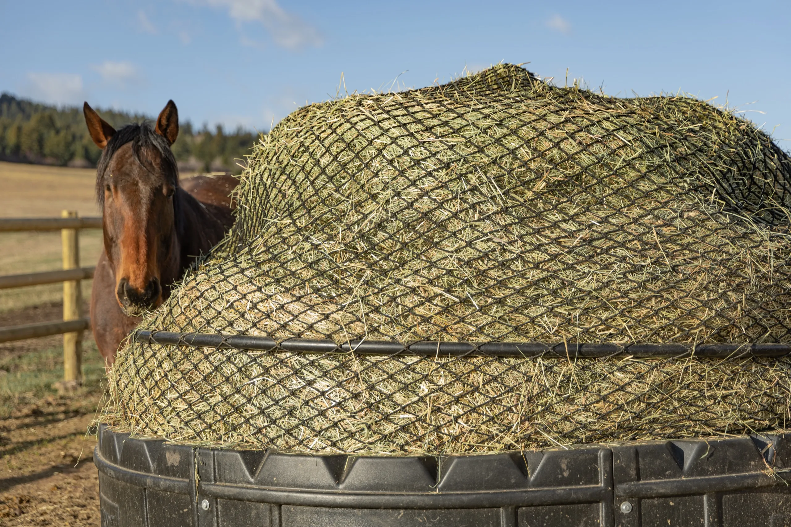 Round bale feeder in the autumn paddock