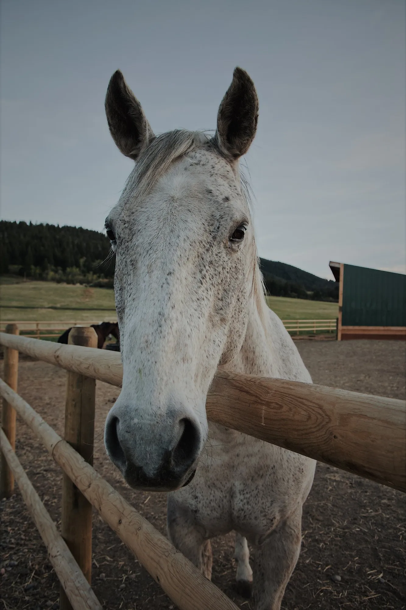A boarder at the fence rail.