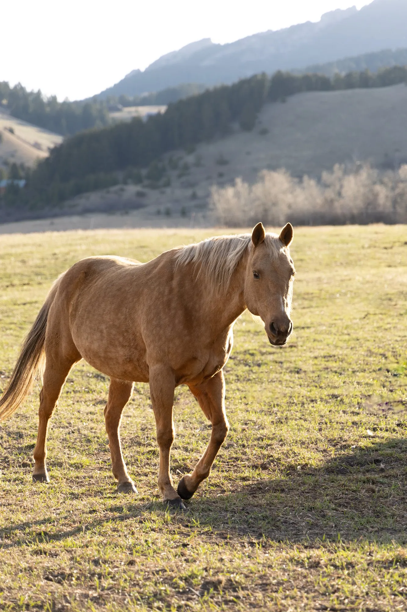 Evening light on the hillside pasture.