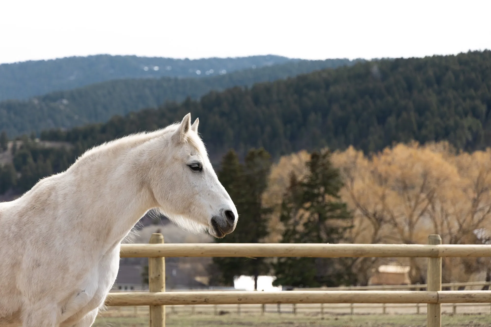 A white horse walking the fence line in evening light