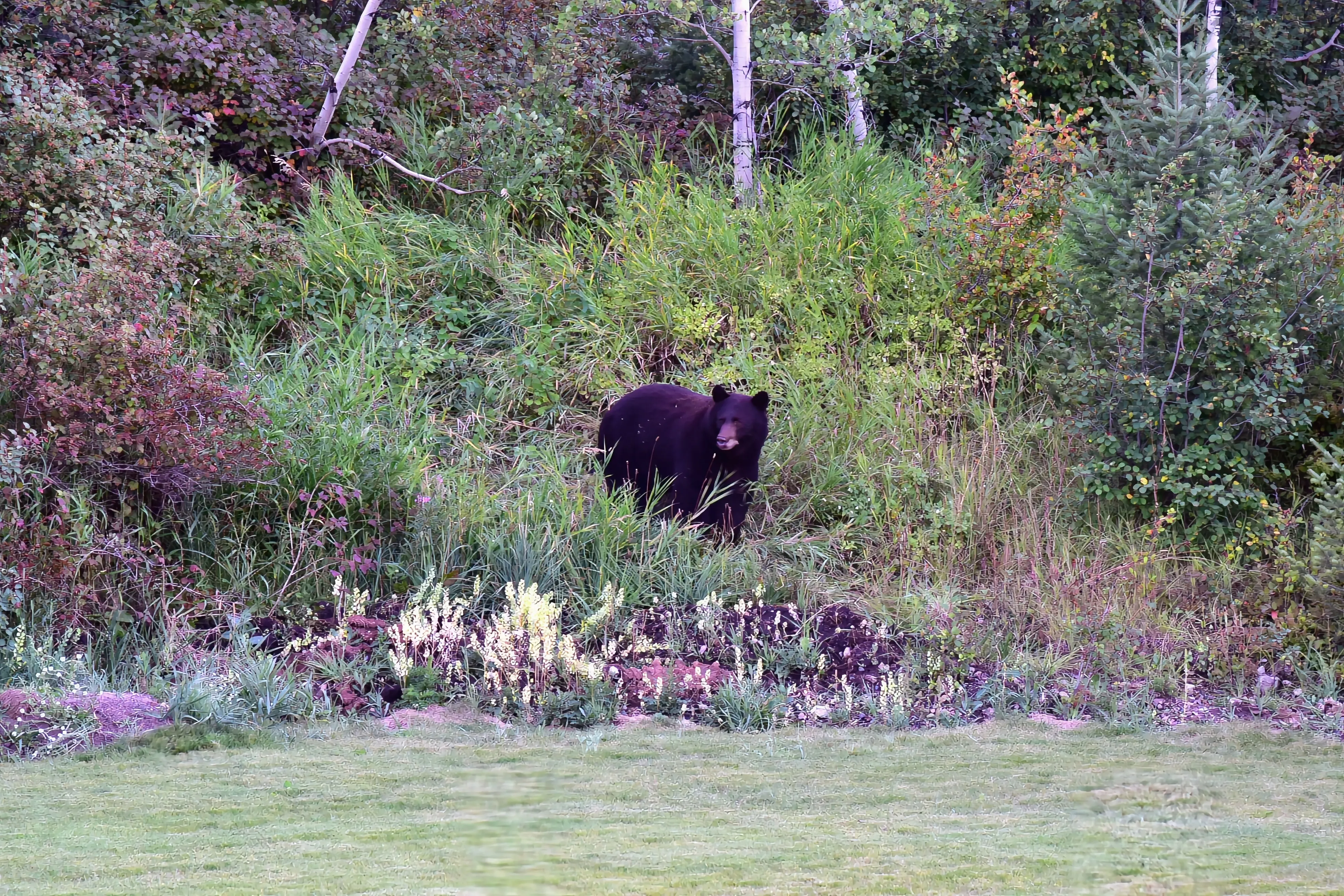 A bear in the woods