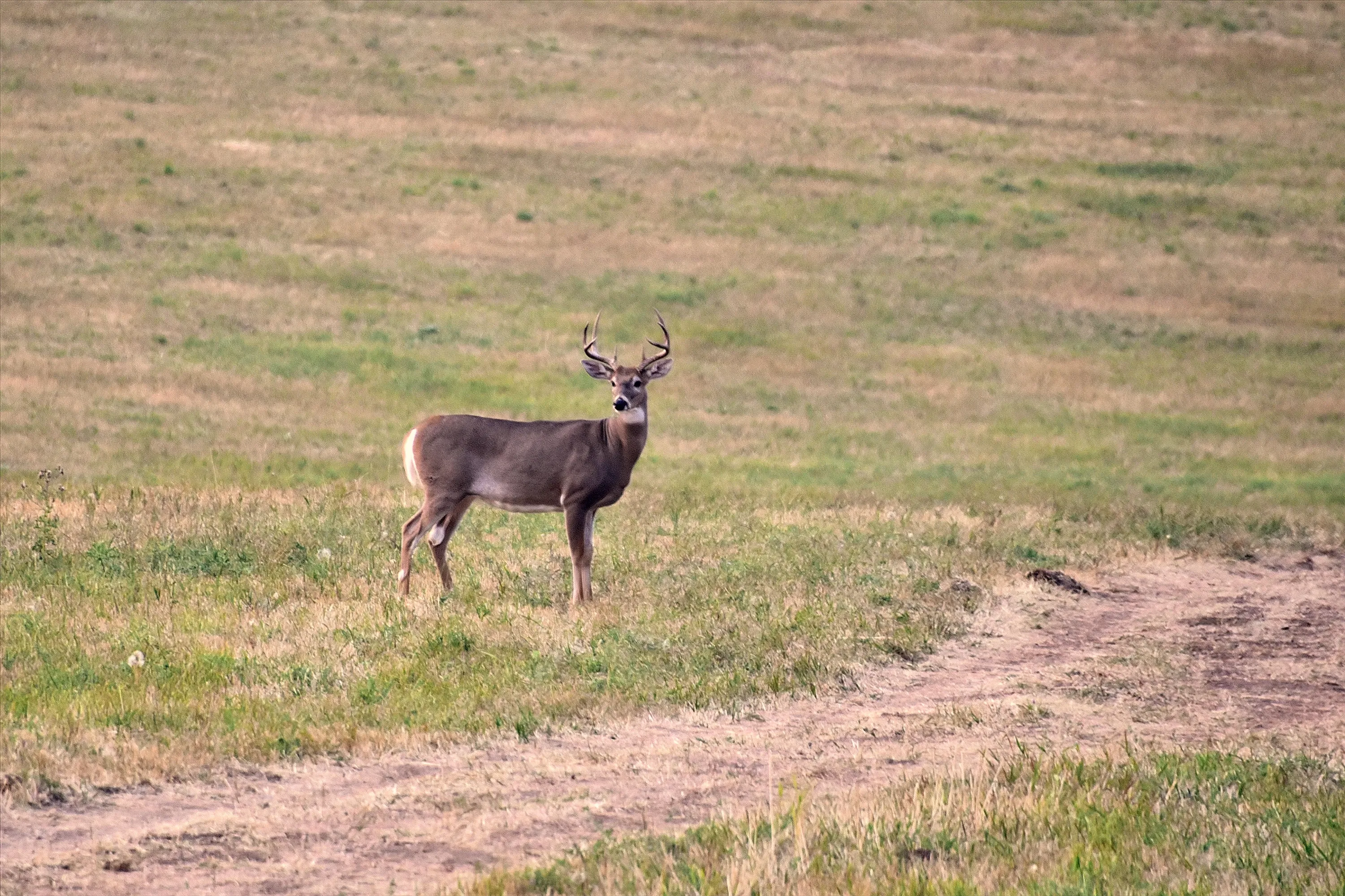 A buck standing in a ranch field