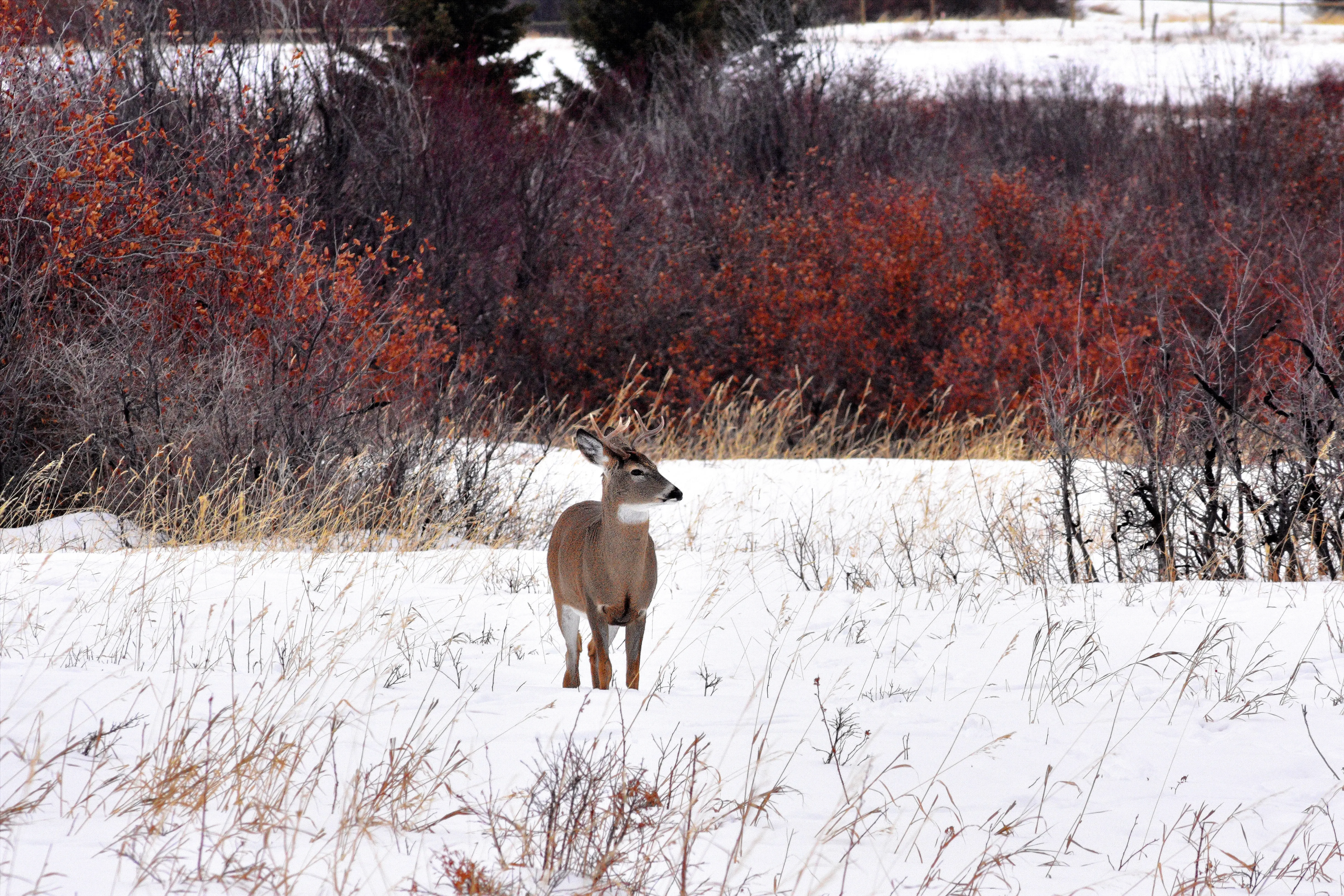 A deer in winter