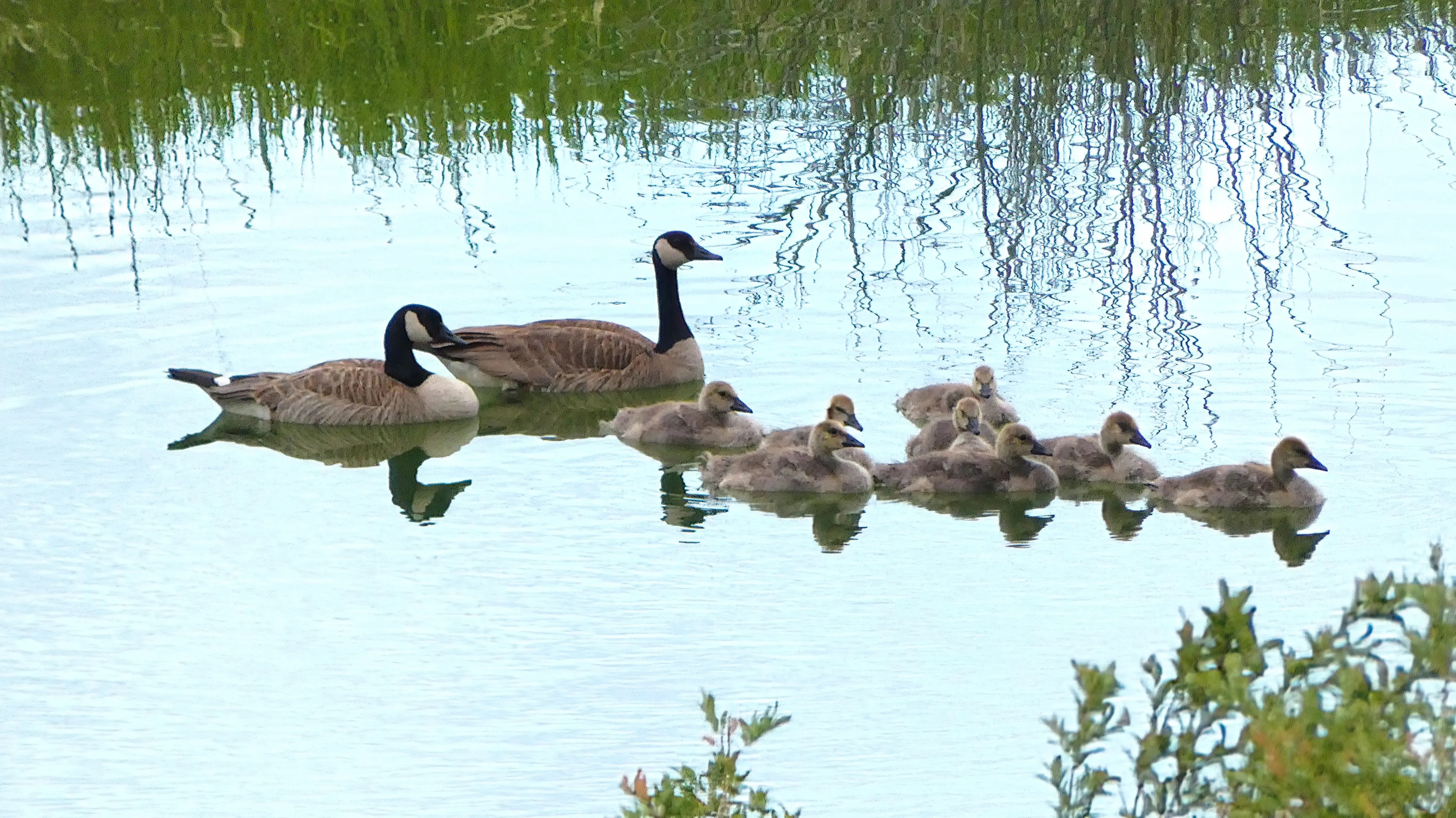 Ducks in the pond