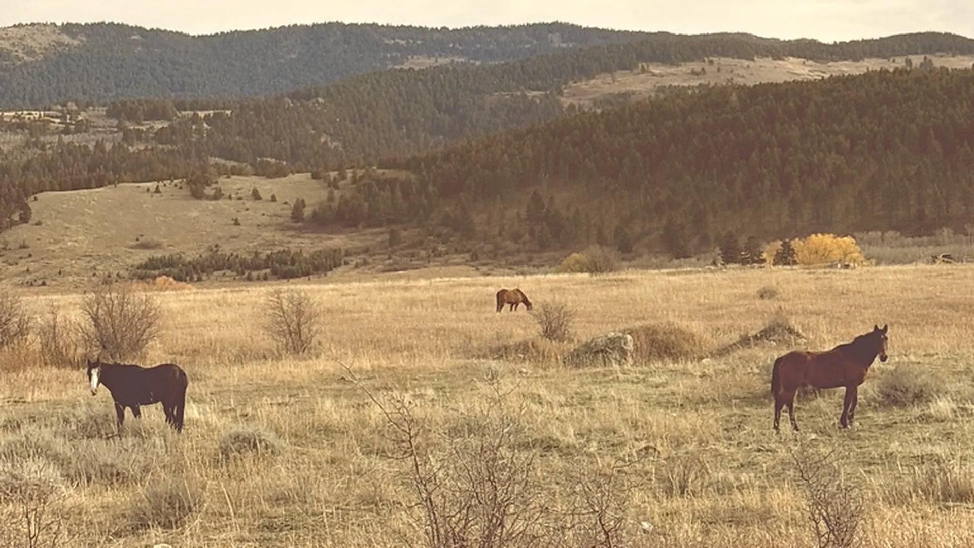 Horses out in the pasture