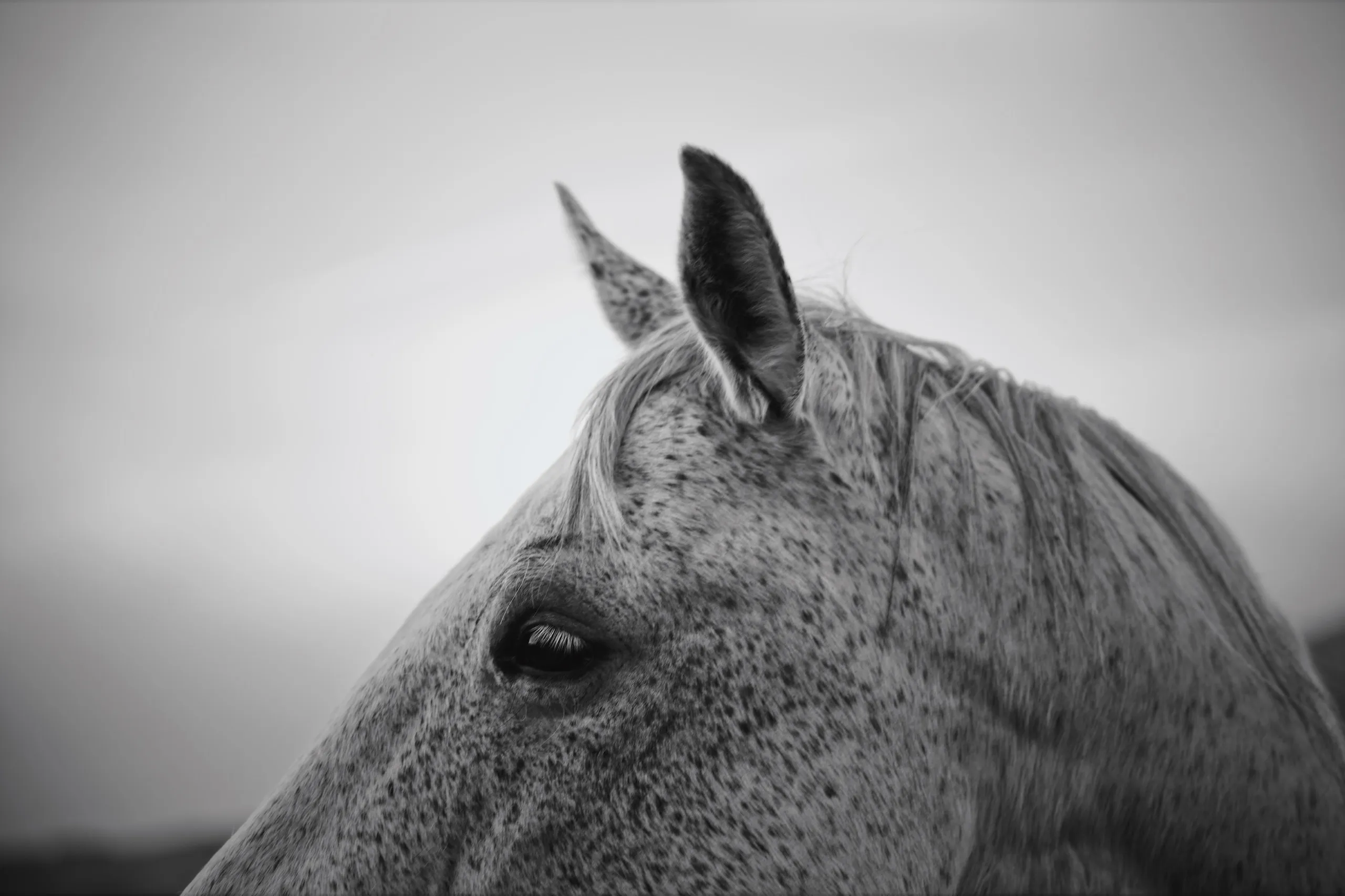 Black-and-white profile of a speckled grey horse