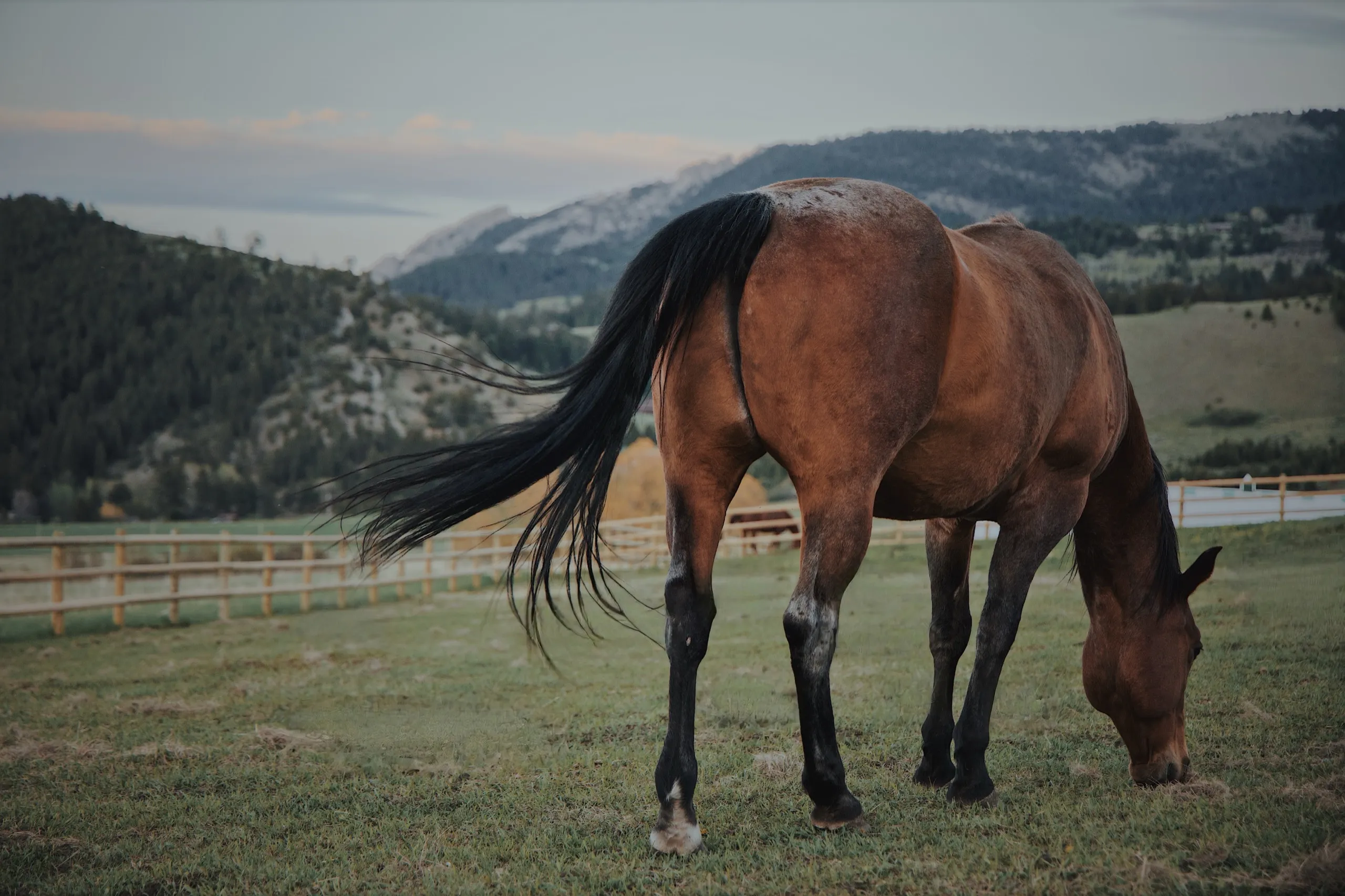 A bay horse grazing in a fenced pasture, mountains behind