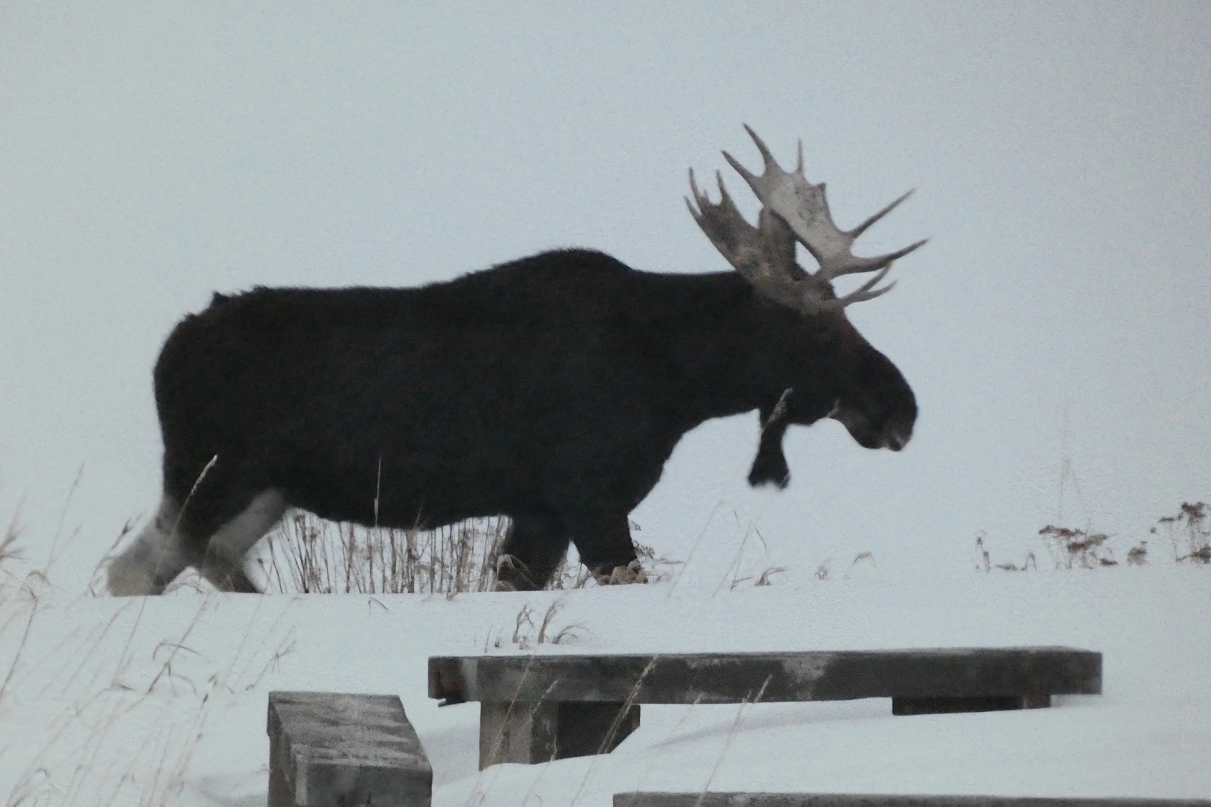 A moose in winter