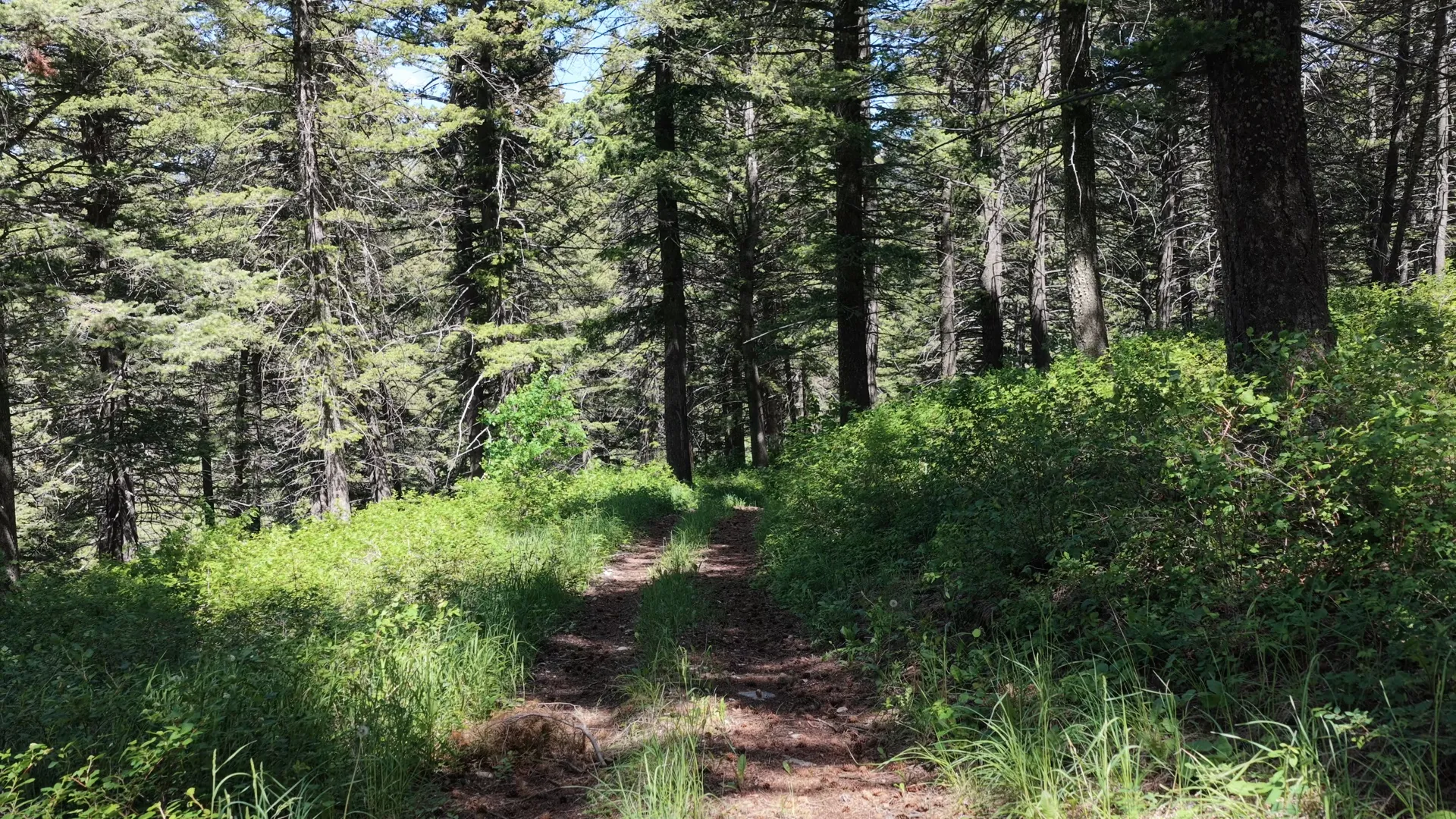 Trail behind the lodge